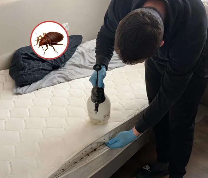 Technicien traitant un matelas contre les punaises de lit à Aubepierre-Ozouer-le-Repos